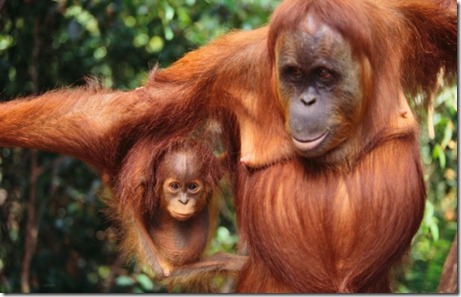 Sumatra, Indonesia --- Orangutan and Baby --- Image by © Royalty-Free/Corbis